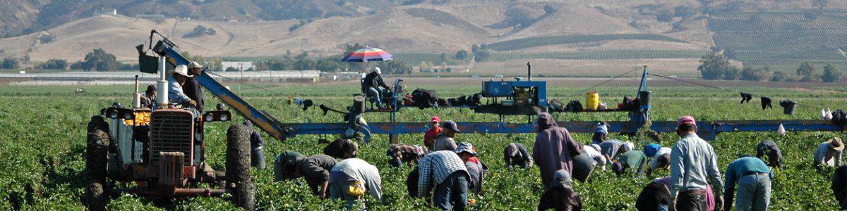 Farm workers harvesting yellow bell peppers near Gilroy, California. Crews like this may include illegal immigrant workers as well as members of the United Farm Workers Union founded by Cesar Chavez.